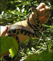 Florida Cottonmouth [Agkistrodon piscivorus conanti]