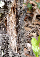 Florida Scrub Lizard [Sceloporus woodi]