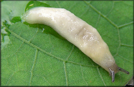 Arion ater (Linnaeus, 1758) Black Arion Juvenile