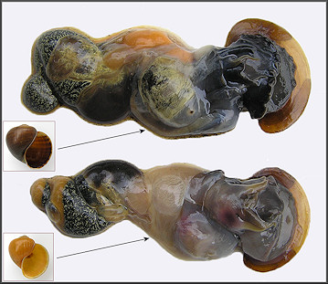 Comparison Of The Animals Of A Pomacea paludosa (Say, 1829) With A Normally Colored Shell And A Specimen With A Gold Colored Shell