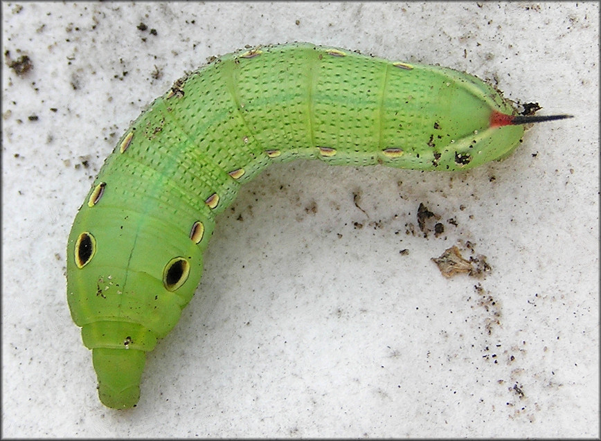  Tersa Spinx Moth Caterpillar (Xylophanes tersa) 