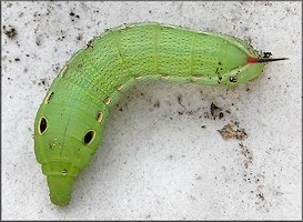  Tersa Spinx Moth Caterpillar (Xylophanes tersa) 