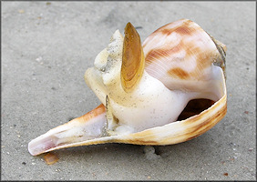 Fulguropsis spirata (Lamarck, 1816) Pear Whelk Living Specimen