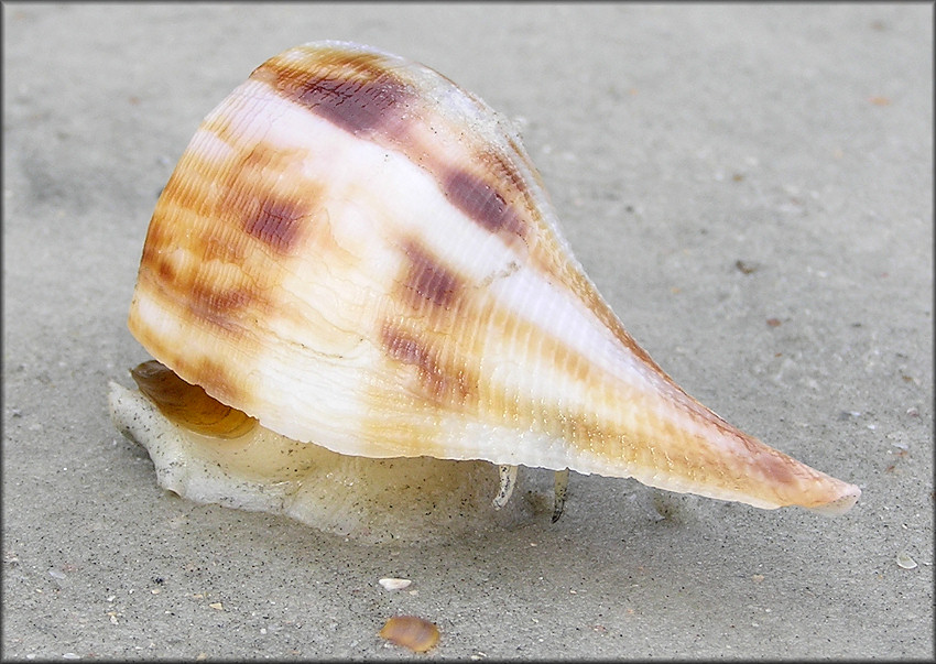 Fulguropsis spirata (Lamarck, 1816) Pear Whelk Living Specimen