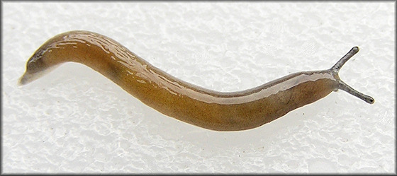 Pallifera dorsalis (A. Binney, 1842) Pale Mantleslug