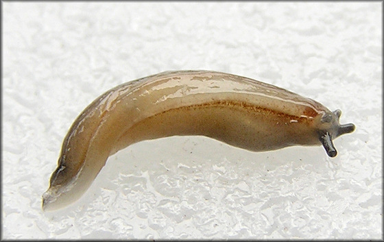 Pallifera dorsalis (A. Binney, 1842) Pale Mantleslug