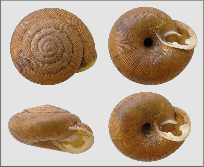 Triodopsis palustris Hubricht, 1958 Santee Threetooth