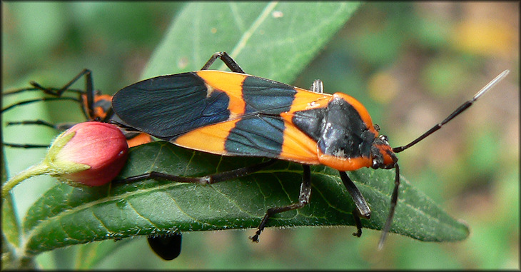 Large Milkweed Bug [Oncopeltus fasciatus]