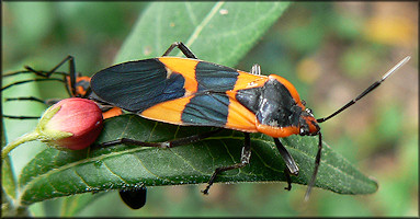 Large Milkweed Bug [Oncopeltus fasciatus]