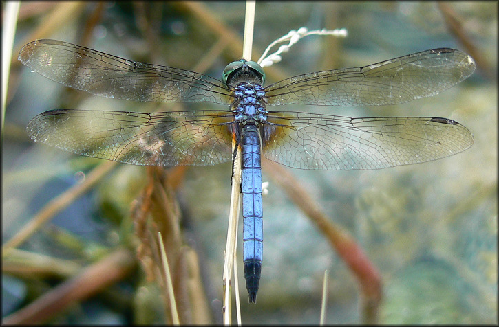 Unidentified Dragonfly