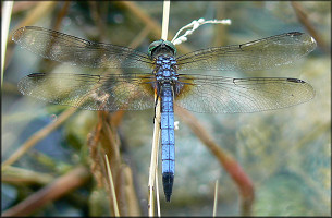 Unidentified Dragonfly