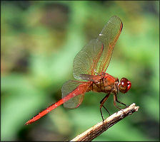 Golden-winged Skimmer (Libellula auripennis)