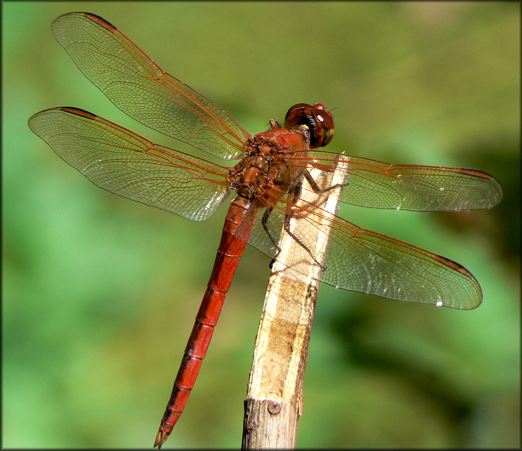 Golden-winged Skimmer (Libellula auripennis)