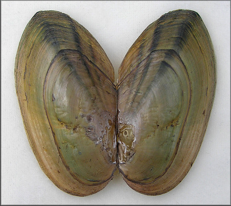 Utterbackia imbecillis (Say, 1829) Paper Pondshell