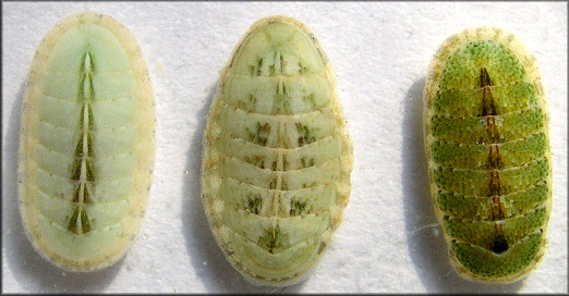 Ischnochiton papillosus  (C. B. Adams, 1845)