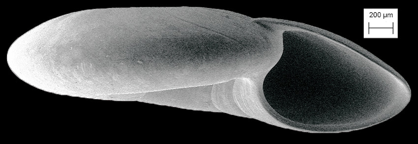 Cochliolepis parasitica Stimpson, 1858 Parasitic Scalesnail