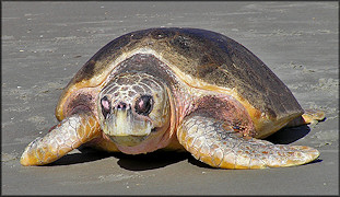 Caretta caretta Atlantic Loggerhead Turtle