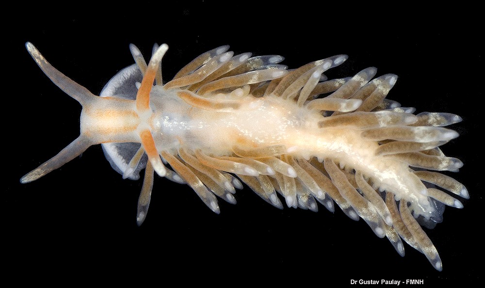 Anteaeolidiella poshitra Carmona, Bhave, Salunkhe, Pola, Gosliner and Cervera, 2014