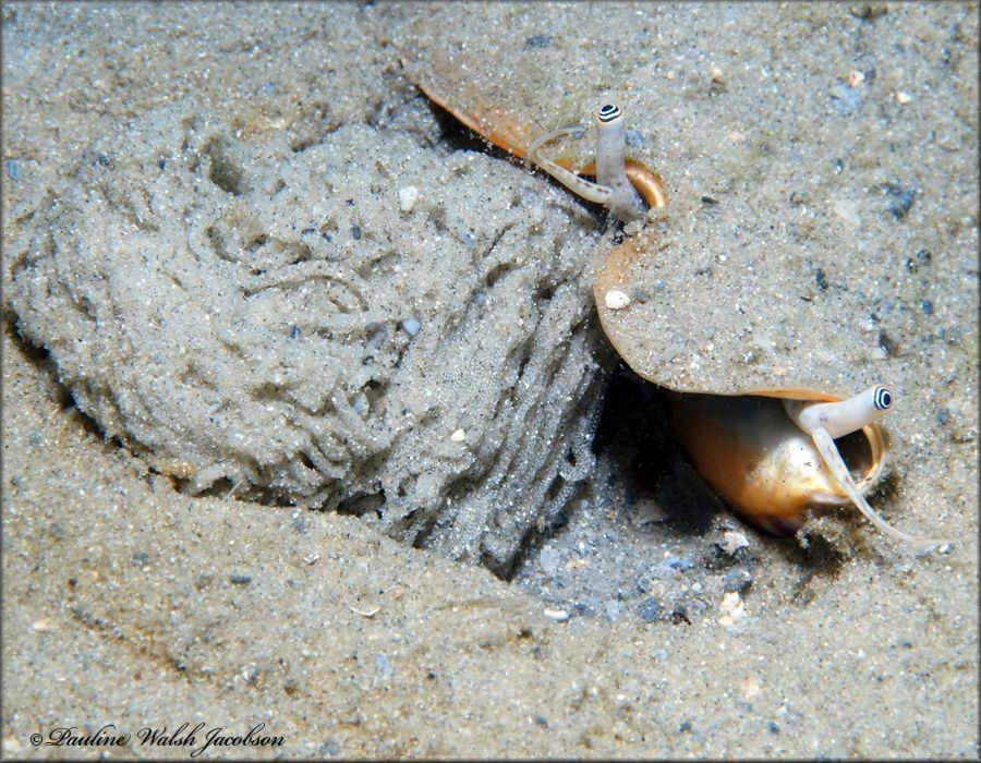 Strombus alatus Gmelin, 1791 depositing gelatinous egg strands