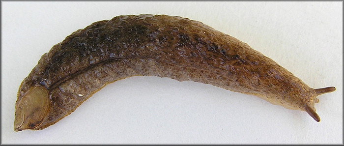 Testacella haliotidea (Draparnaud, 1801) "Shelled Slug"