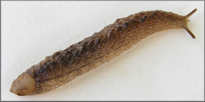 Testacella haliotidea (Draparnaud, 1801) "Shelled Slug"
