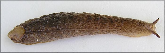 Testacella haliotidea (Draparnaud, 1801) "Shelled Slug"