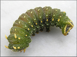 Imperial Moth [Eacles imperialis] Caterpillar