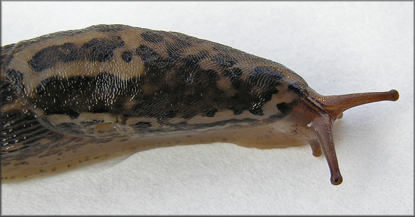 Limax maximus Linnaeus, 1758 Giant Gardenslug