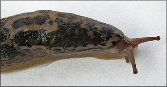 Limax maximus Linnaeus, 1758 Giant Gardenslug