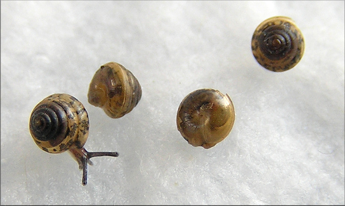 Euconulus trochulus (Reinhart, 1883) Silk Hive
