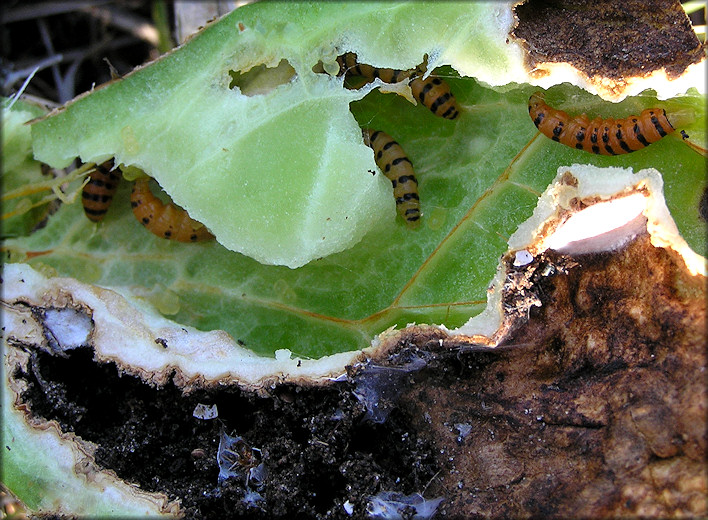 Cactus Moth Caterpillars [Cactoblastis cactorum]