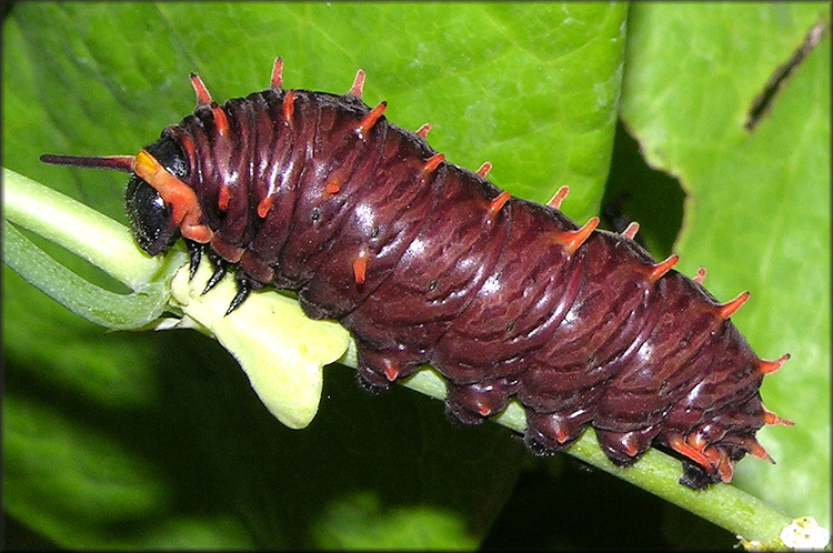 Polydamus Swallowtail [Battus polydamus] Larva