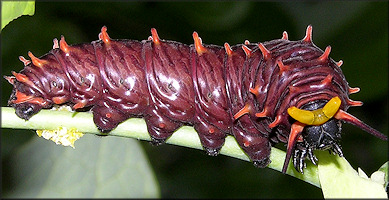 Polydamus Swallowtail Battus polydamus Larva