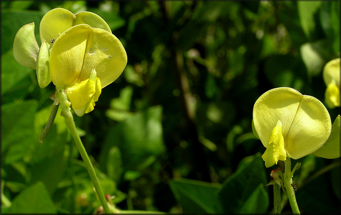 Hairypod Cowpea [Vigna luteola]