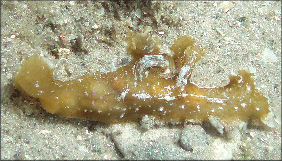 Scyllaea pelagica Linnaeus, 1758 Sargassum Nudibranch