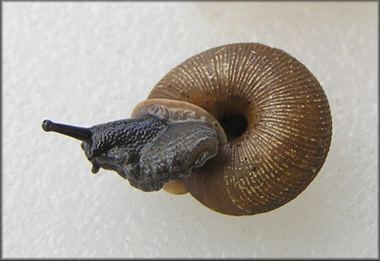 Triodopsis pendula Hubricht, 1952 Hanging Rock Threetooth