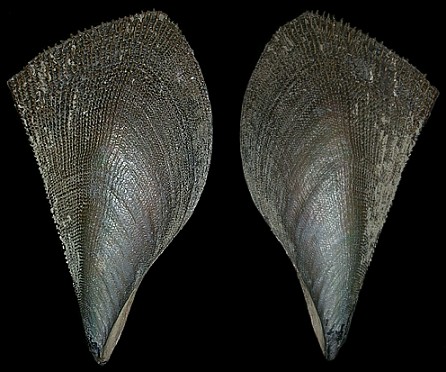 Sawtooth Pen Shell (Atrina serrata Sowerby, 1825): Show Your Teeth