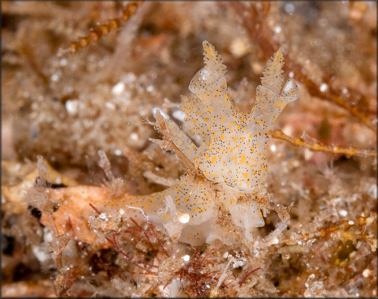 Thecacera pennigera (Montagu, 1815)