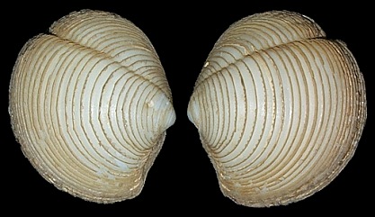 Lucina pensylvanica (Linnaeus, 1758) Pennsylvania Lucine 