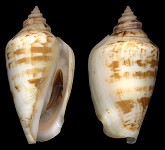 Conomurex persicus (Swainson, 1821)