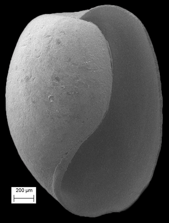 Haminoea petitii (d'Orbigny, 1841)