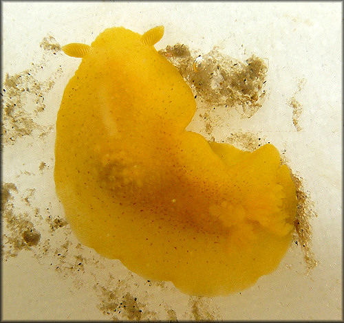 Cariopsilla pharpa (Er. Marcus, 1961) Lemon Drop