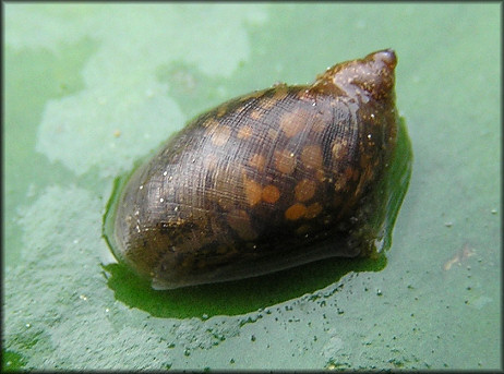 Pseudosuccinea columella (Say, 1817) Mimic Lymnaea