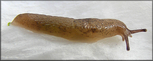 Deroceras laeve (O. F. Müller, 1774) Meadow Slug