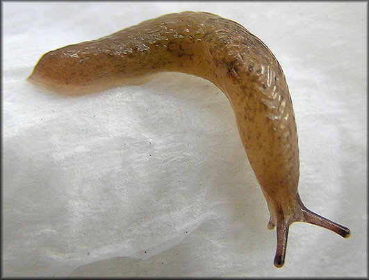 Deroceras laeve (O. F. Müller, 1774) Meadow Slug