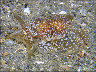 Pleurobranchaea inconspicua Bergh, 1897 Inconspicuous Sidegill-slug