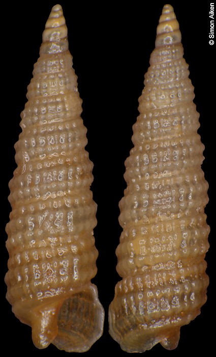 Clathropsis mafeaensis Cecalupo and Perugia, 2013