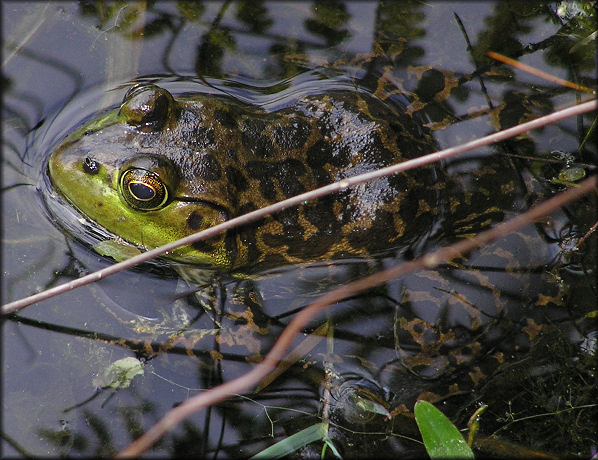 Bullfrog [Rana catesbeiana]