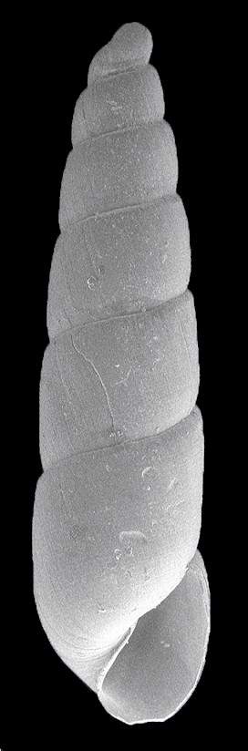 Syrnola pinellasi (Bartsch, 1955) Fossil