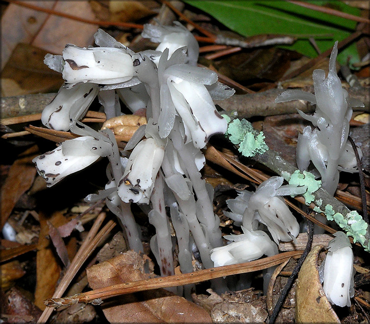 Indian Pipe [Monotropa uniflora]